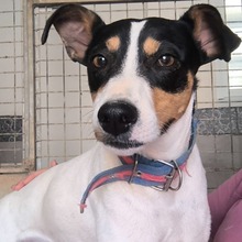 TONY, Hund, Ratonero Bodeguero Andaluz in Spanien