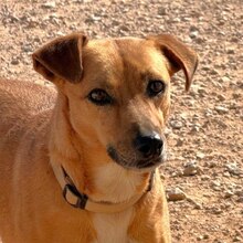 CINTIA, Hund, Mischlingshund in Spanien