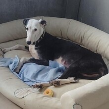 MATI, Hund, Spanischer Windhund in Spanien