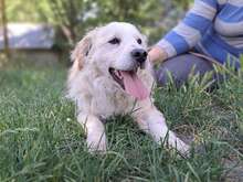 KIFLI, Hund, Mischlingshund in Zorneding