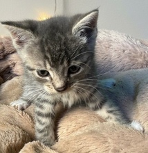 MIKA, Katze, Europäisch Kurzhaar in Lauenburg
