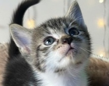 THEO, Katze, Europäisch Kurzhaar in Lauenburg
