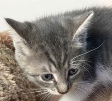 LEO, Katze, Europäisch Kurzhaar in Lauenburg