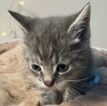 MILO, Katze, Europäisch Kurzhaar in Lauenburg