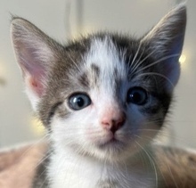 COCO, Katze, Europäisch Kurzhaar in Lauenburg