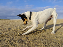 RUDY, Hund, Bodeguero Andaluz in Spanien