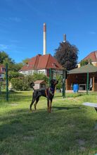 PUMPIK, Hund, Dobermann in Gladbeck