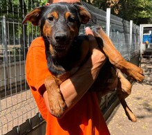 TRISZTAN, Hund, Mischlingshund in Bargteheide