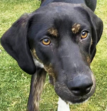 BECKY, Hund, Mischlingshund in Hungen