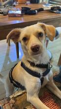 CHANEL, Hund, Mischlingshund in Hüttenberg