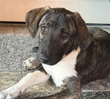 YASMIN, Hund, Mischlingshund in Wettenberg