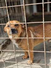 RIVO, Hund, Mischlingshund in Rumänien
