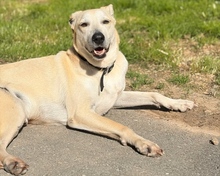 VICTOR, Hund, Mischlingshund in Aerzen