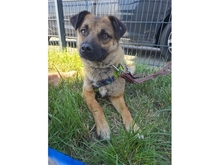 RANYA, Hund, Mischlingshund in Sengenthal