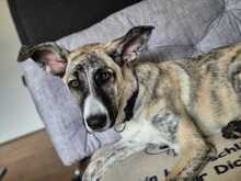 LULU, Hund, Mischlingshund in Niederhosenbach