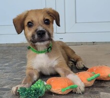 PIPP, Hund, Mischlingshund in Rumänien