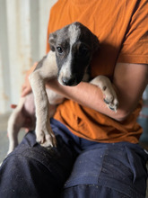 ALEA, Hund, Mischlingshund in Rumänien