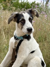 PEARL, Hund, Mischlingshund in Rumänien