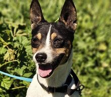 AKU, Hund, Ratonero Bodeguero Andaluz in Hausach