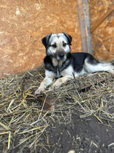 REMI, Hund, Mischlingshund in Rumänien