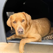 TRIXIE, Hund, Labrador Retriever in Großräschen