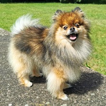 LUI, Hund, Pomeranian in Rodgau