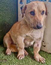 CHAPLIN, Hund, Mischlingshund in Rumänien