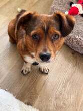 LOTTA, Hund, Mischlingshund in Unna