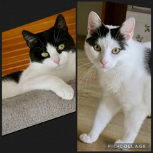ZELDAREYNA, Katze, Hauskatze in Brühl