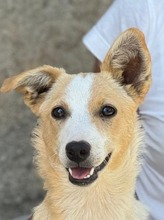 ISABEL, Hund, Mischlingshund in Italien