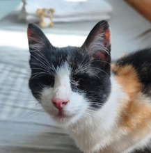 SHARY, Katze, Europäisch Kurzhaar in Bulgarien