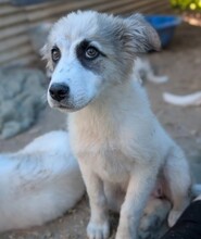 PINA, Hund, Mischlingshund in Rumänien