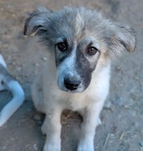 PEACH, Hund, Mischlingshund in Rumänien