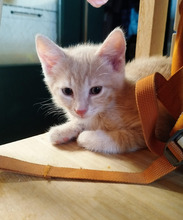 AVI, Katze, Europäisch Kurzhaar-Mix in Langenhagen