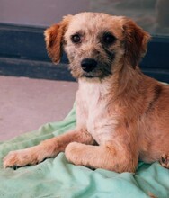 HÜNDIN2, Hund, Affenpinscher in Rumänien