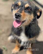 LOLA, Hund, Mischlingshund in Rumänien