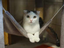 ARIA, Katze, Scottish Fold in Hamburg