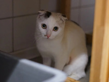 PEANUT, Katze, Scottish Fold in Hamburg