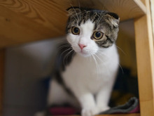 MACADAMIO, Katze, Scottish Fold in Hamburg