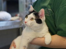 SHIVER, Katze, Europäisch Kurzhaar in Hamburg