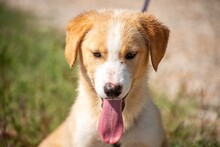 JARA, Hund, Mischlingshund in Halstenbek