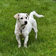 JANE, Hund, Mischlingshund in Bad Bramstedt