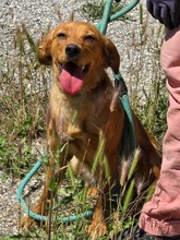 POLLY, Hund, Mischlingshund in Bulgarien