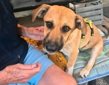 PEPE, Hund, Mischlingshund in Schnaitsee