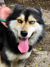BO, Hund, Mischlingshund in Bulgarien