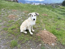 MISTY, Hund, Mischlingshund in Griechenland