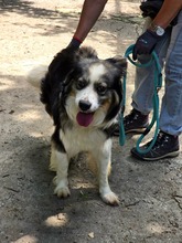 NOLAN, Hund, Mischlingshund in Bulgarien