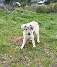 FOREST, Hund, Mischlingshund in Griechenland