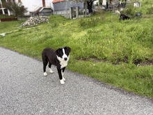 MEADOW, Hund, Mischlingshund in Griechenland
