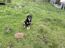 RIO, Hund, Mischlingshund in Griechenland